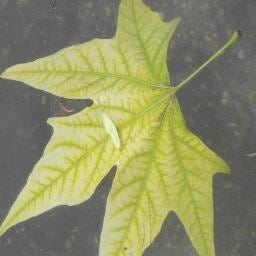 Голощапова Наталия