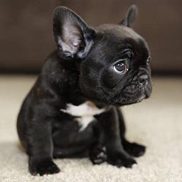 Thaddeus Stigwhistle