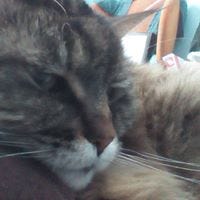 Traci Swonger Marcotte