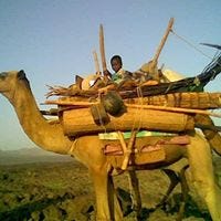 Mohamed Mohamed