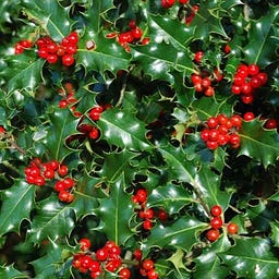 Holly Olympidis