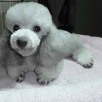 Fab Pawsh