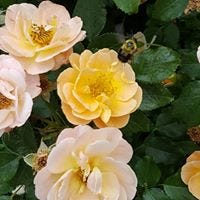 Char Rose
