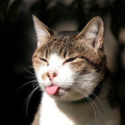 Kobalt Kat Meow