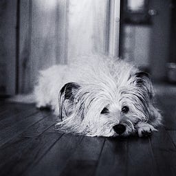 wolly