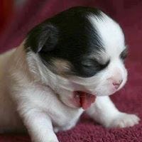 Thitipon Hongsitthee