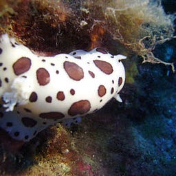 Panta