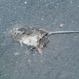 ratoncoloradourbano