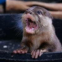 Cheryl Motheral-Lynn