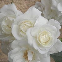 Ann-Charlotte Nilsson