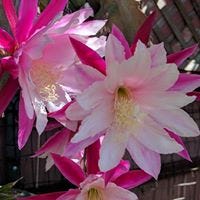 Sharon Van Rickley Milligan