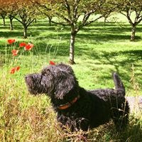 Pamela Gawler-wright