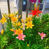 Betty Jean Sutherland