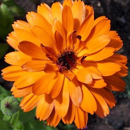 Vicki Dale