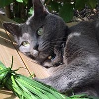 Dee Lorilee Johnston