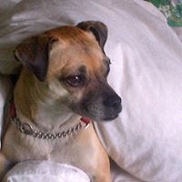 Ann-dot Chalker chalker