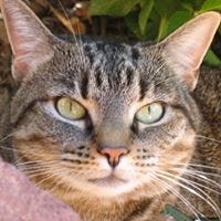 Susan Naff Wickless