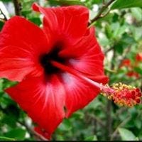 Priscila Arruda Braz