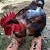 Red Rooster