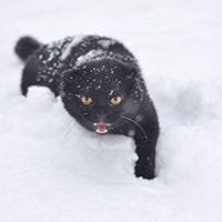 Dmitry Gurkin