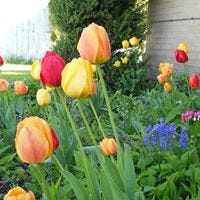 Lauriel Kramer Fouquette