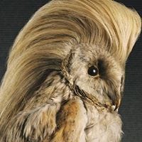 Robin Vivant