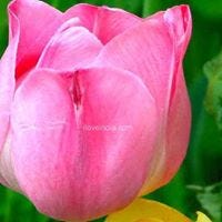 Candi Humphrey Duddleston