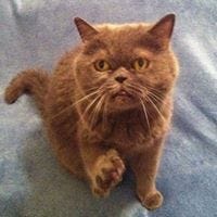 Ana Guimaraes