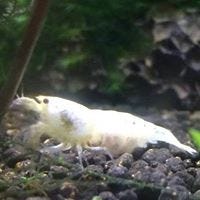 Goiceanu Ciprian