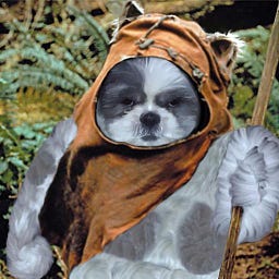 HouseWolph
