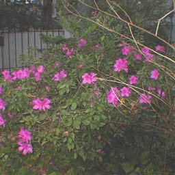 Carole Keene