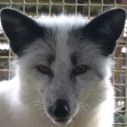 Siberian Fox
