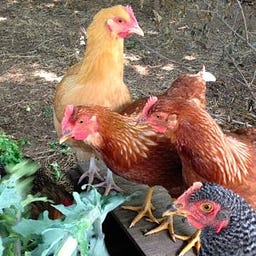 The Mother Hen