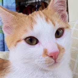FELM