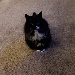 Maddie Bear