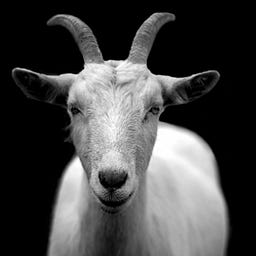 The Scapegoat