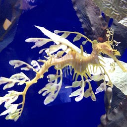 SeaDragon