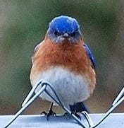bluebird of bitterness