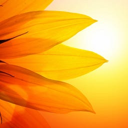 sol