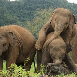 Saving Elephants