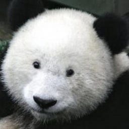 Zhen Zhang
