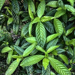 Psychotria Viridis