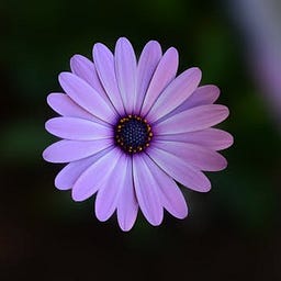 Daisy