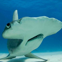 Hammerhead Snark