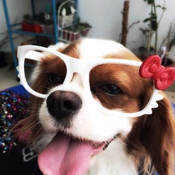 Petsodia.com