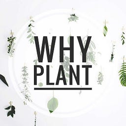 WHY PLANT