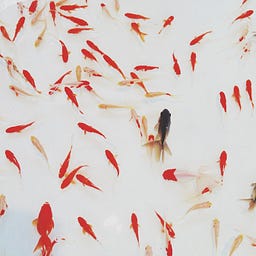feuille
