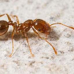 Bug Out Service
