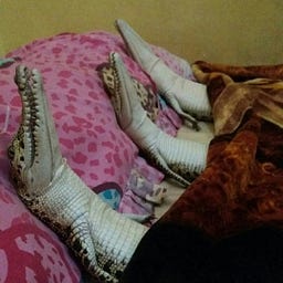 сарТаINрLаNеТ