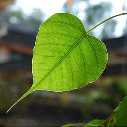 Linh Le
